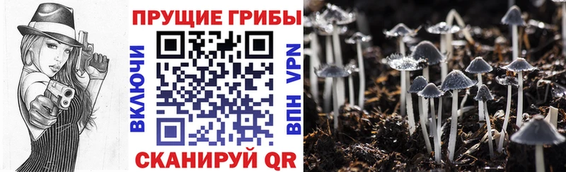 Галлюциногенные грибы прущие грибы  кракен как войти  Рошаль 